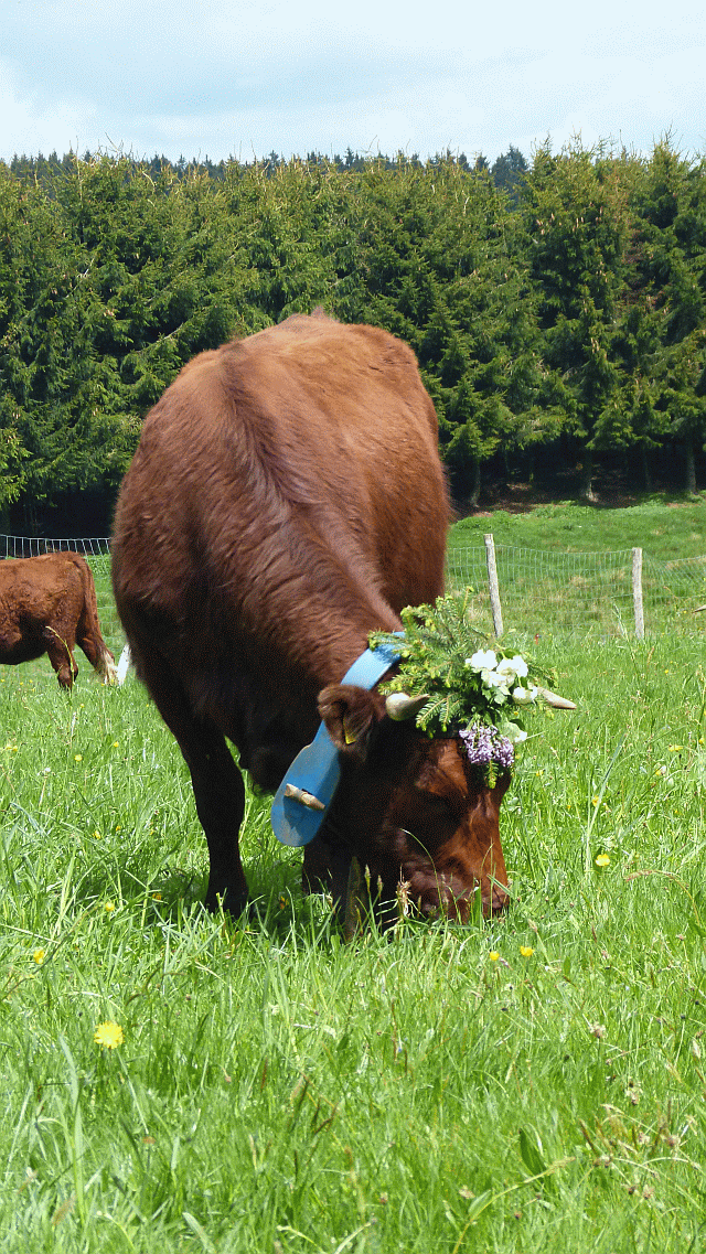 Die rotbraunen  Harzkühe lassen sich frisches Gras wieder schmecken