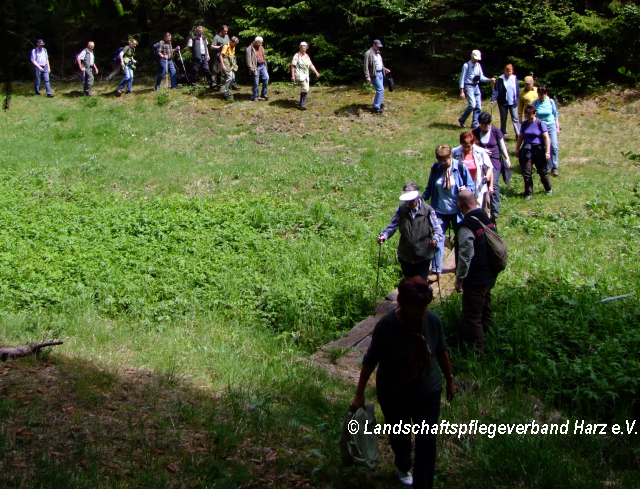 Im Gänsemarsch ging es über die Bergwiesen