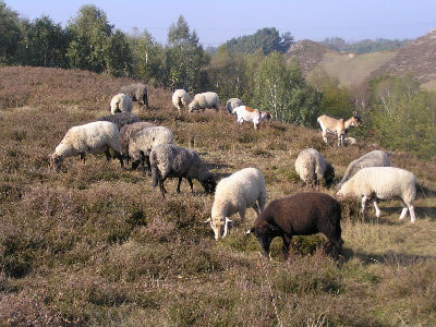 Heidepflege in den Harslebener Bergen