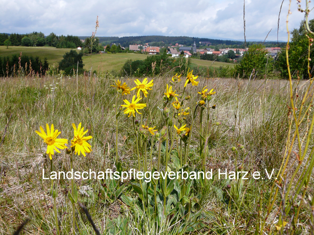 Arnika vor der Kulisse von Benneckenstein