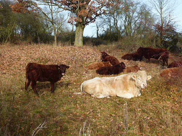 Unsere Salers-Charolais-Herde