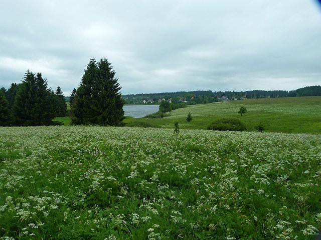 Blick über bärwurzreiche Bergwiesen zum Sumpfteich 