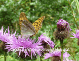 Kaisermantel auf Perücken-Flockenblume