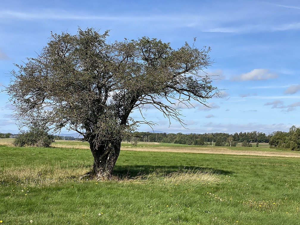 Wildapfel in der Feldflur von Stiege
