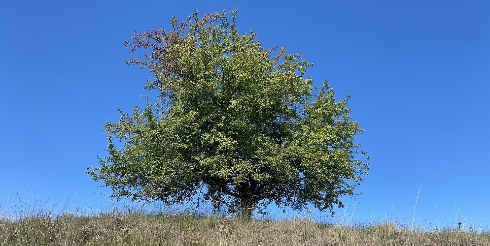 Wildapfel bei Allrode im September